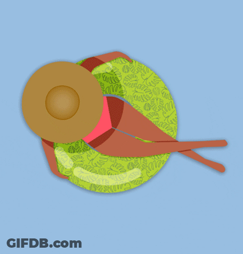 Spin The Floaties GIF
