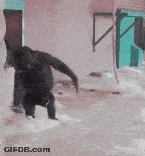 Spinning Baby Gorilla Monkey Playing Alone GIF
