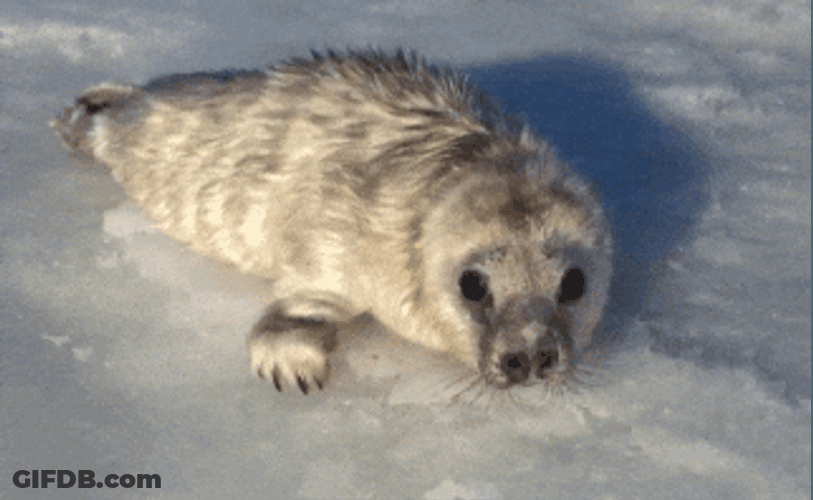 Spinning Baby Seal GIF