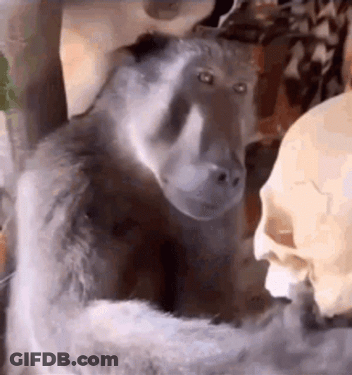 Spinning Camera Dramatic Monkey Holding Skull GIF