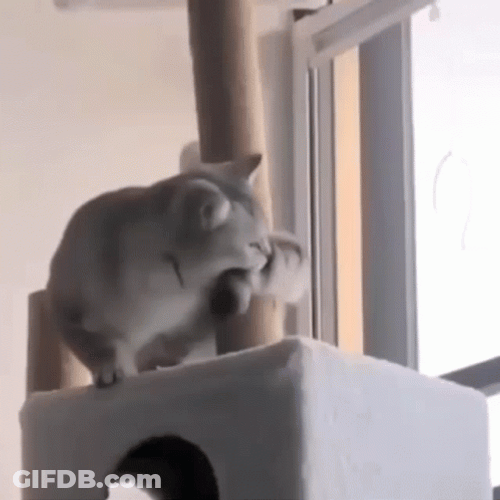 Spinning Cat Bite Tail GIF