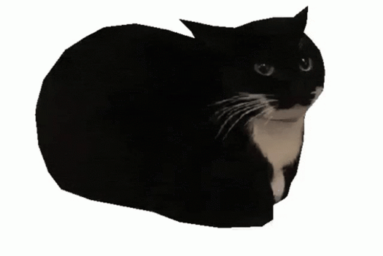 Spinning Cat Dancing Meme GIF