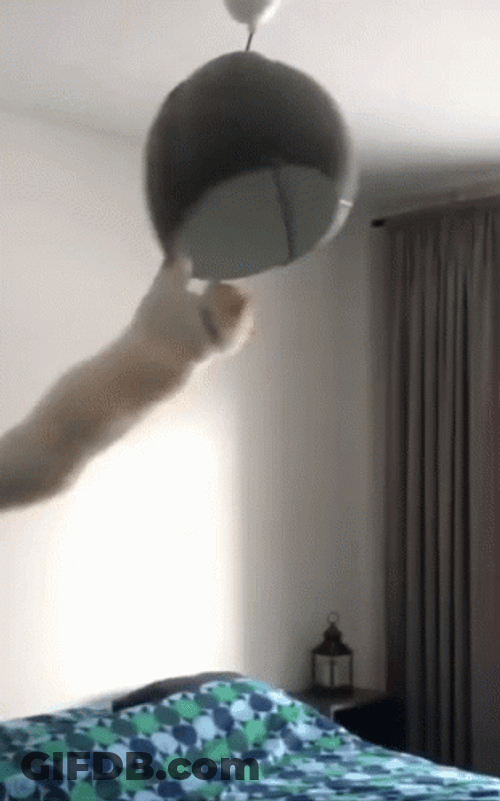 Spinning Cat Holding Spinning Ceiling Decor GIF