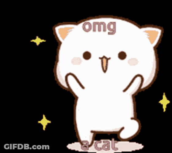 Spinning Cat Omg Reaction GIF