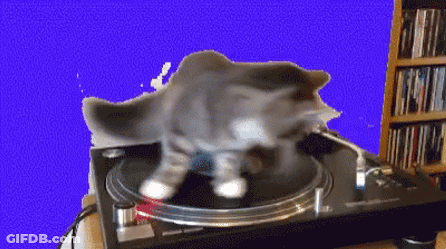Spinning Cat On Broken Record GIF