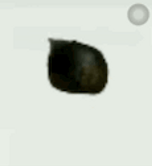 Spinning Cat Stand And Spin GIF