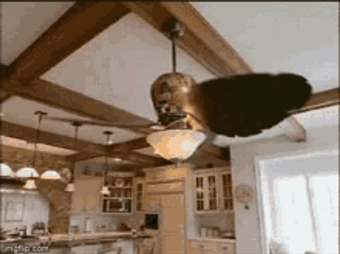 Spinning Ceiling Fan Fail GIF