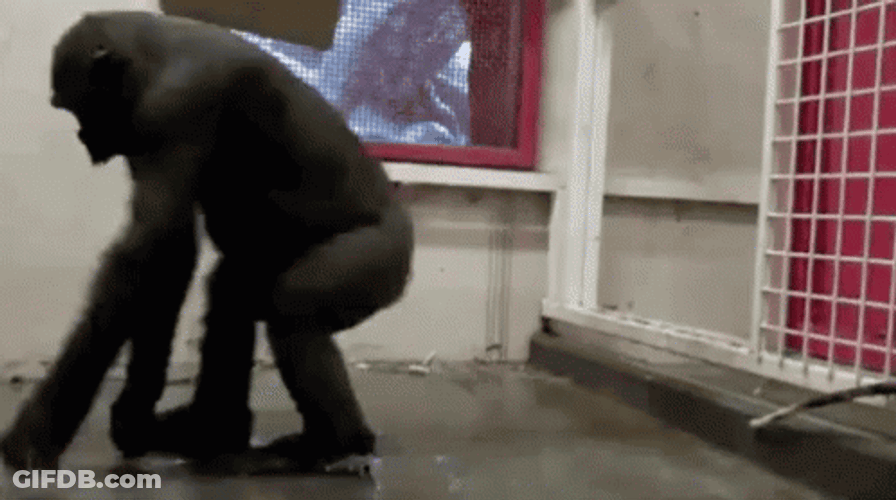 Spinning Chimpanzee Monkeys One Leg GIF