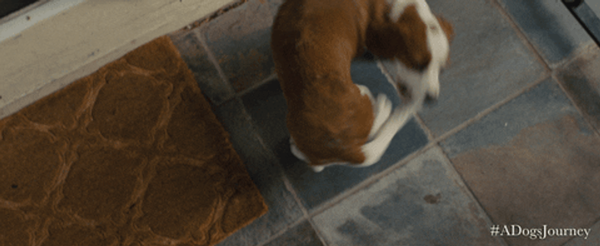 Spinning Dog Biting Its Tail A Dogs Journey GIF