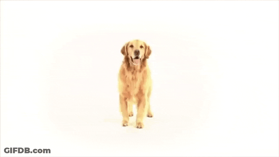 Spinning Dog Golden Retriever GIF