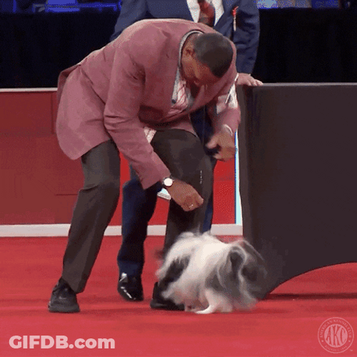 Spinning Dog In A Contest GIF