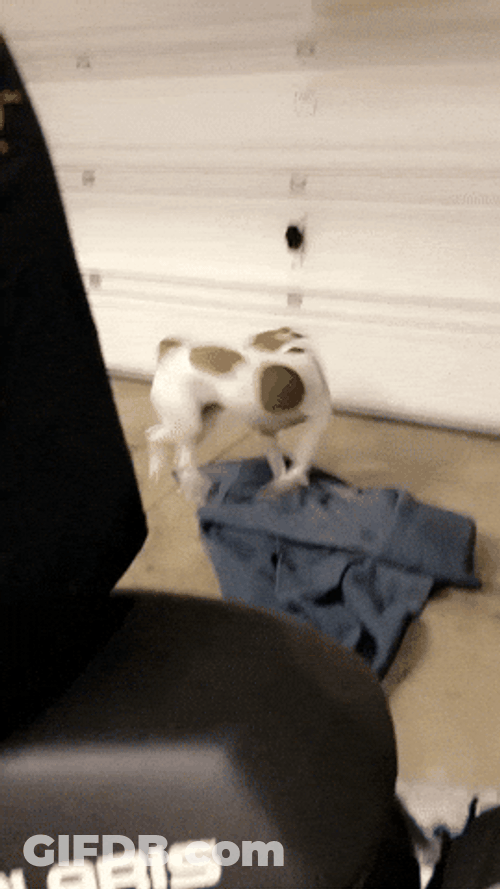 Spinning Dog In A Garage GIF
