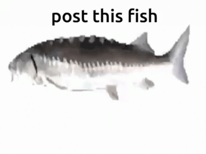 Spinning Fish Post This Fish Meme GIF