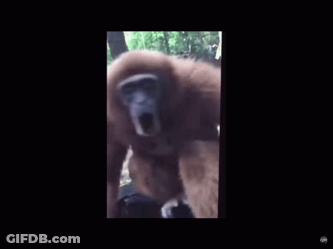 Spinning Funny Cyber Monkey GIF