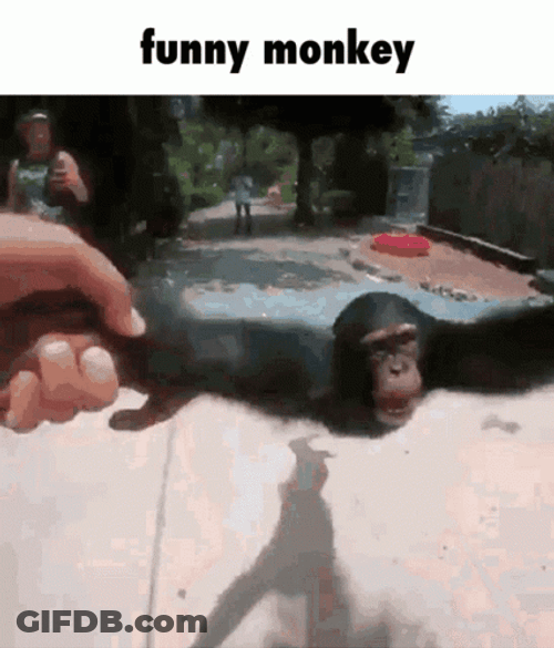 Spinning Funny Hanging Monkey GIF