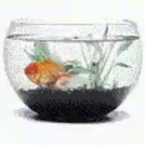 Spinning Gold Fish Glass Bowl Aquarium GIF