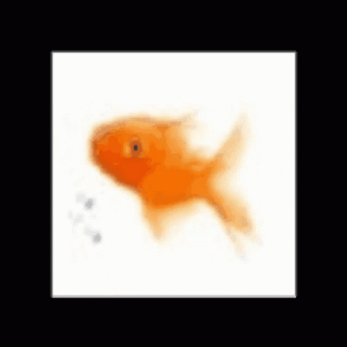 Spinning Gold Fish White Cube Animation GIF