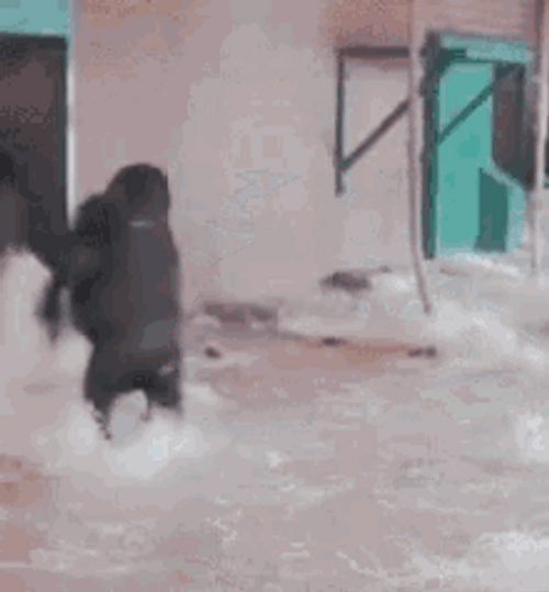 Spinning Gorilla Dance GIF