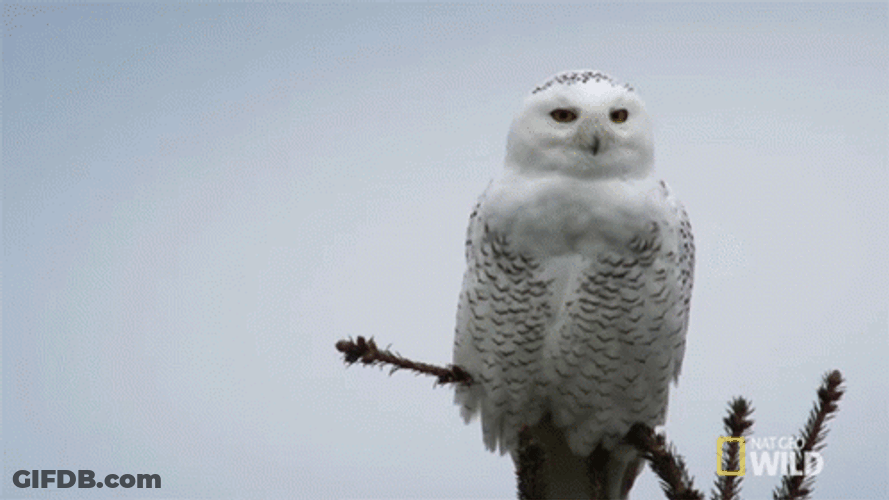 Spinning Head Hedwig GIF