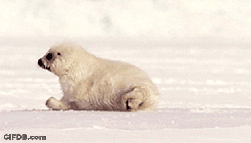 Spinning In Ice White Seal GIF