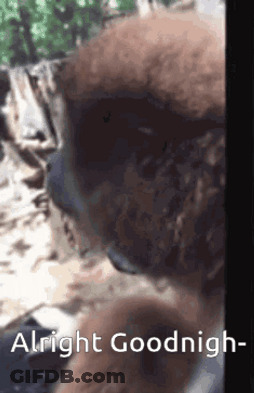 Spinning Monkey Alright Goodnight GIF