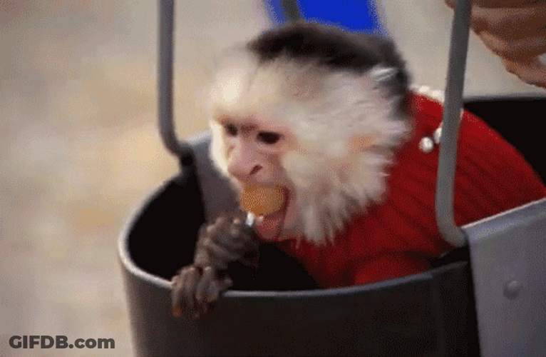 Spinning Monkey Eating Lollipop GIF