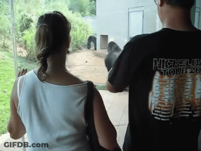 Spinning Monkey Gorilla Showing Off GIF