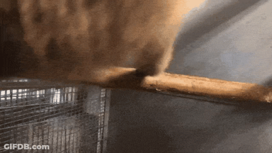 Spinning Monkey Horizontal Branch GIF
