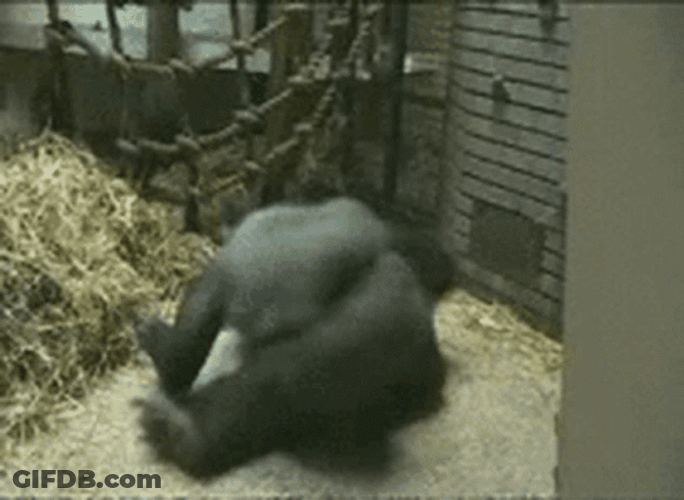 Spinning Monkey Silver Back Gorilla Playing GIF