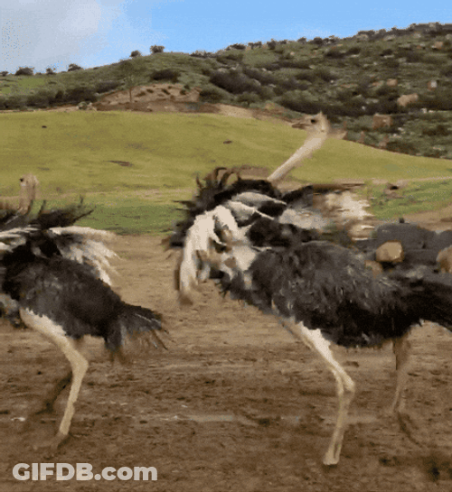 Spinning Ostrich Enjoying Her Moment GIF
