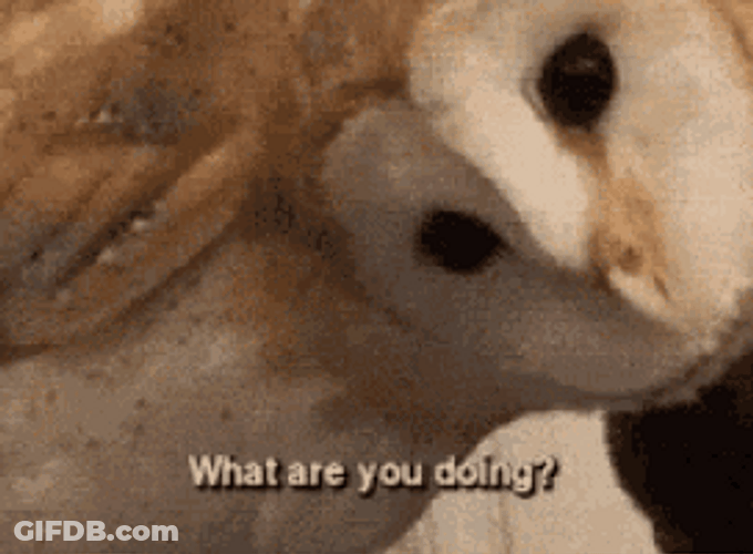 Spinning Owl Head Whatcha Doin GIF
