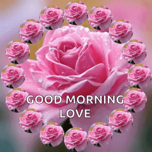 Spinning Pink Good Morning Rose GIF