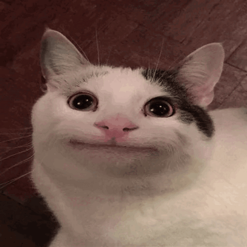 Spinning Polite Beluga Cat GIF