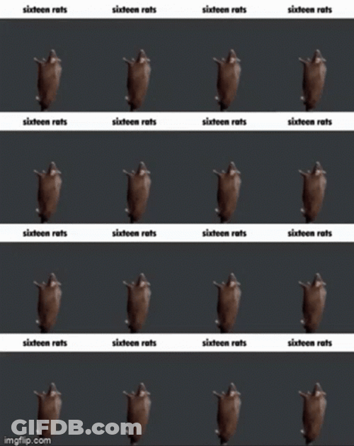 Spinning Rat 16 Way Grid GIF