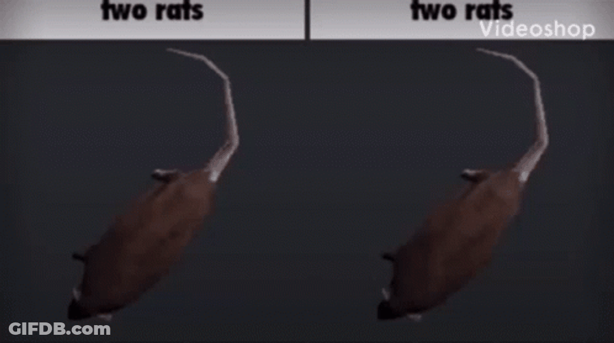 Spinning Rat 2 Way Split Screen GIF