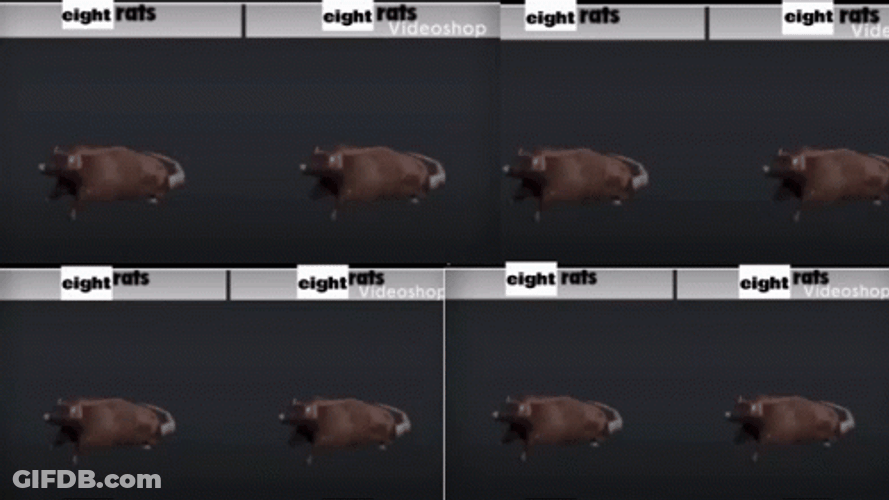 Spinning Rat 8 Way Split Screen GIF