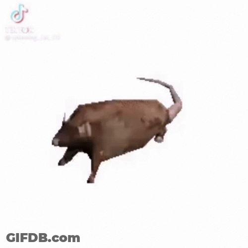Spinning Rat Erratic Tumbling GIF