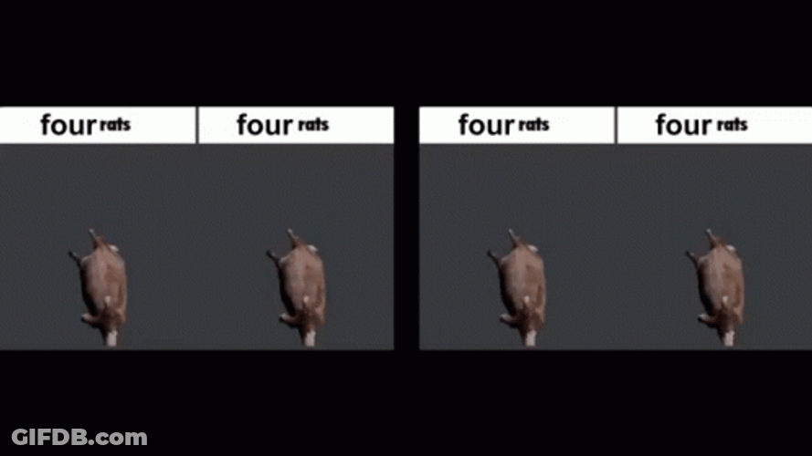 Spinning Rat Quadrant Split GIF