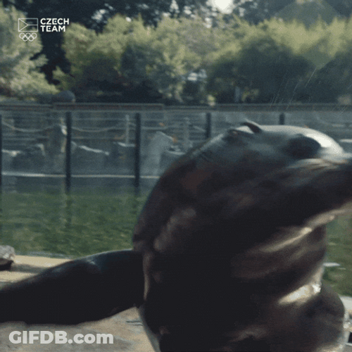 Spinning Seal Cute Gesture GIF
