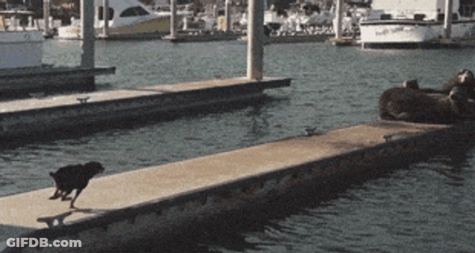 Spinning Seal Dog Chase GIF