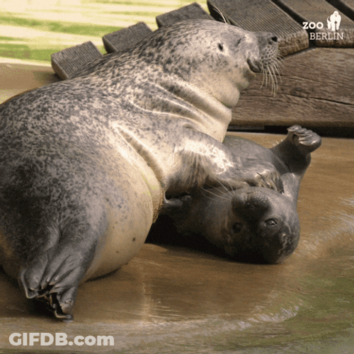 Spinning Seal Flipper Tickling GIF