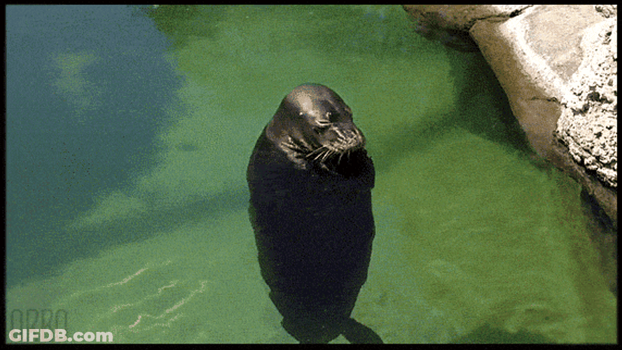 Spinning Seal In Water GIF