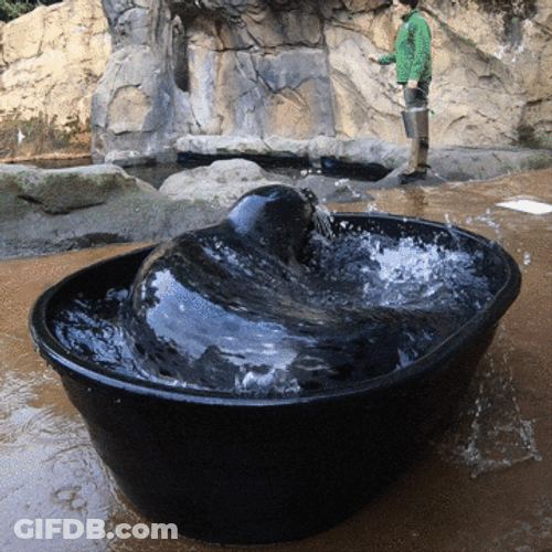 Spinning Seal In Water Tub GIF