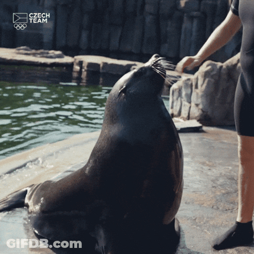 Spinning Seal Nodding GIF