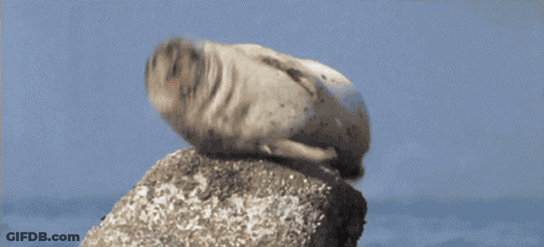 Spinning Seal On Rock GIF