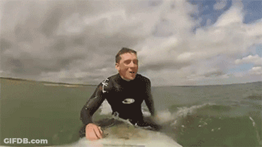 Spinning Seal On Surf Board GIF