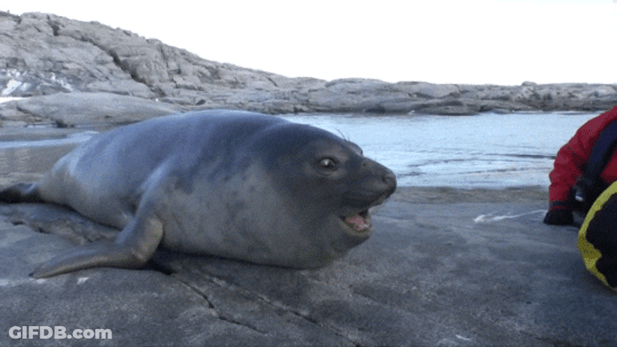 Spinning Seal Open Mouth GIF