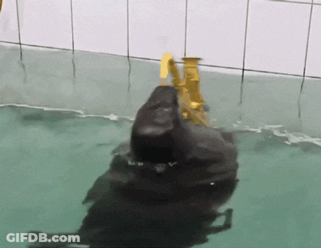 Spinning Seal Playing Trumpet GIF