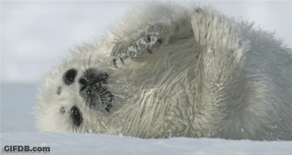 Spinning Seal Scratching GIF