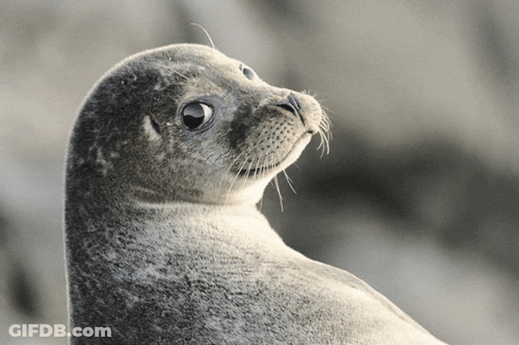 Spinning Seal With It GIF
